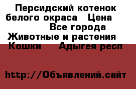 Персидский котенок белого окраса › Цена ­ 35 000 - Все города Животные и растения » Кошки   . Адыгея респ.